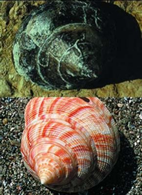 Живые ископаемые у нас под ногами